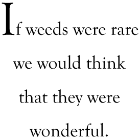 If weeds were rare, we would think that they were wonderful.