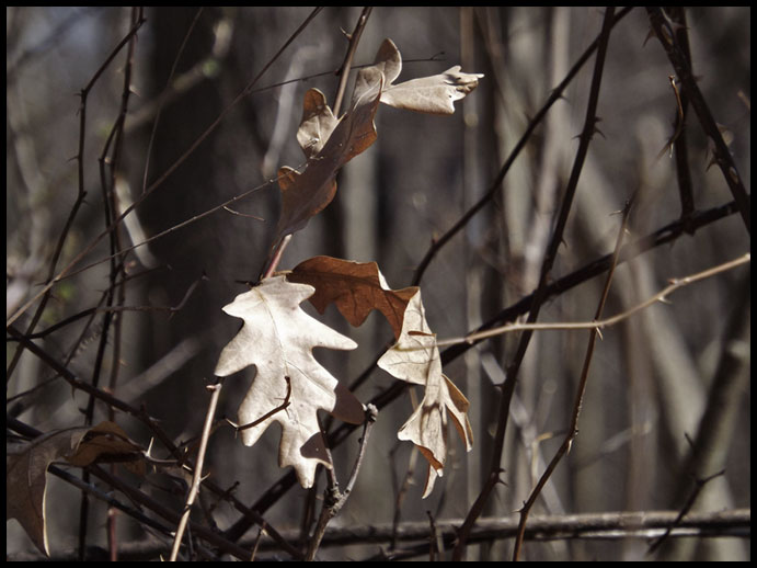 (Photo: dry leaves and thorns)