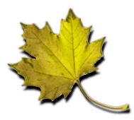 (yellow maple leaf)