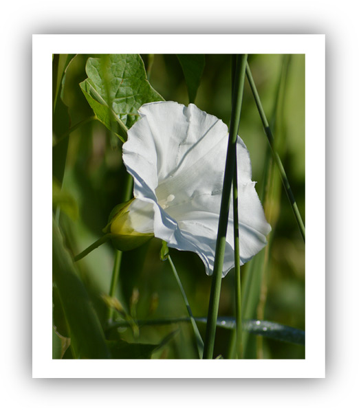 (Photo: A beautiful white weed!)