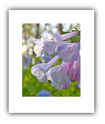 (Photo - some white bluebells... pretty cool!)