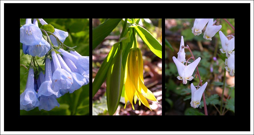 (Photo -spring wildflowers; bluebells, Dutchman's breeches, wild oats)