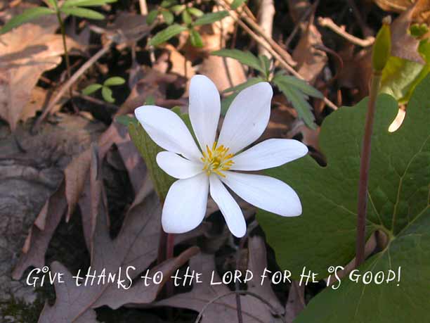 Give thanks to the Lord for he is good!