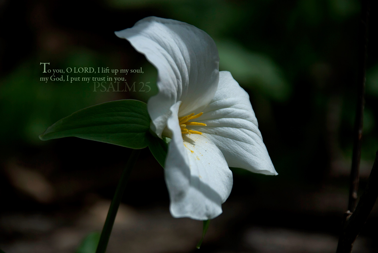 (Desktop photo)