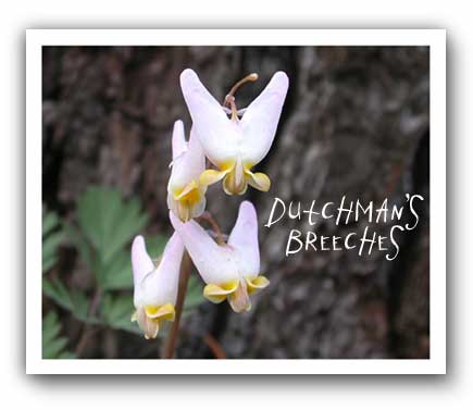 (photo - Dutchman's breeches)