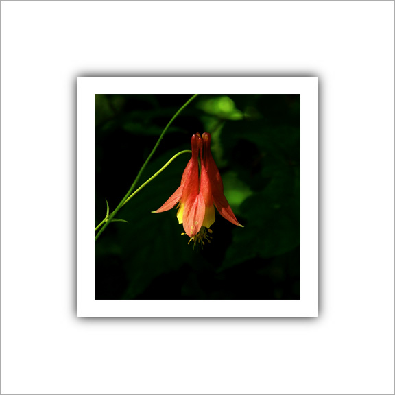 (A gorgeous piece of visual delight - a simple wildflower)