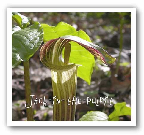 (photo - jack-in-the-pulpit)