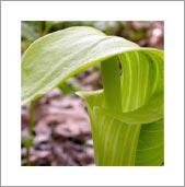 (photo - jack-in-the-pulpit)