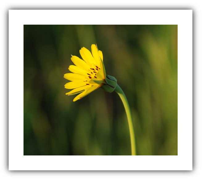 (Photo: a simple yellow flower)