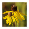 (Coneflowers in the morning light)