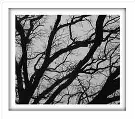 Photo - bare tree