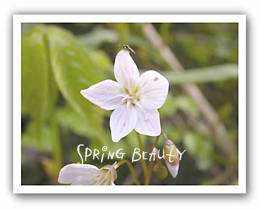 (photo - Spring beauty)