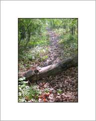 (photo - path through the woods)