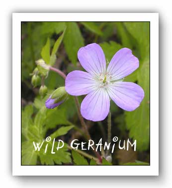 (photo - wild geranium)
