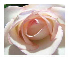 (a beautiful rose)