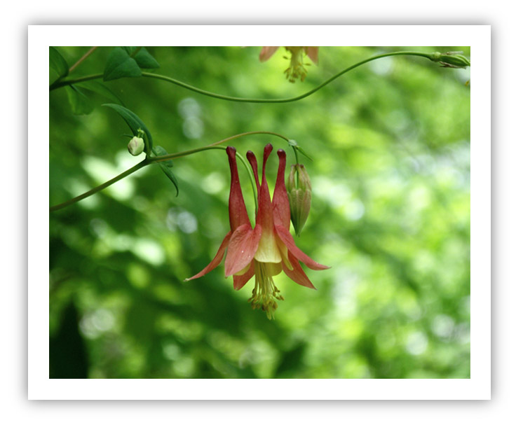 (Photo: a spring columbine in morning light)