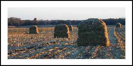 (Photo: Bales of hay in a harvested field)
