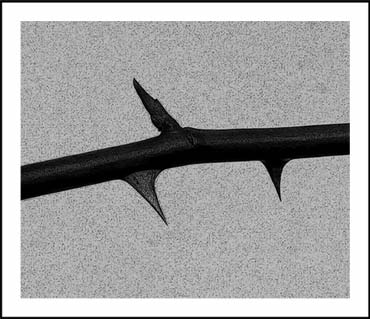 (Graphic: A thorny branch)
